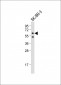 SLC15A3 Antibody (Center)